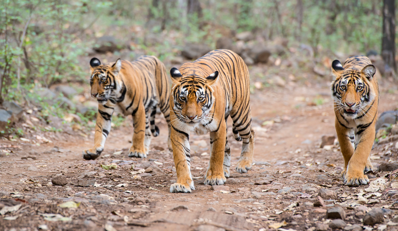Tiger Reserves in India | Panna