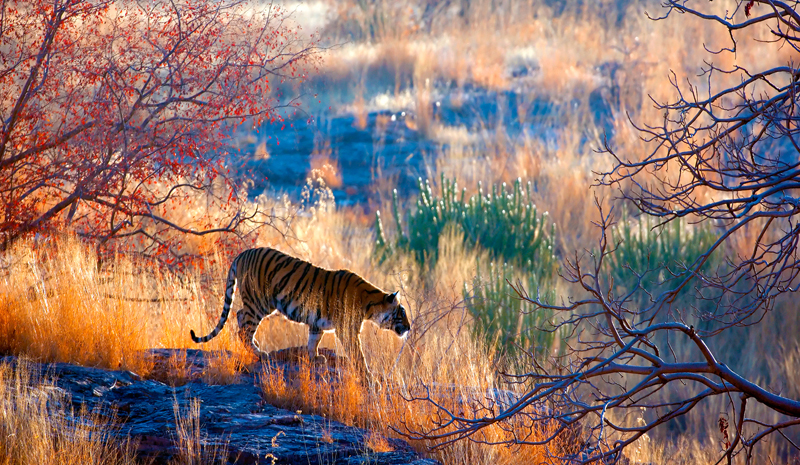 National Parks and Sanctuaries in India | Ranthambhore