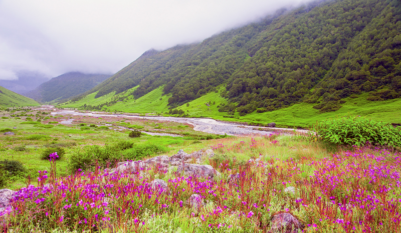 National Parks and Sanctuaries in India | Valley Of Flowers National Park