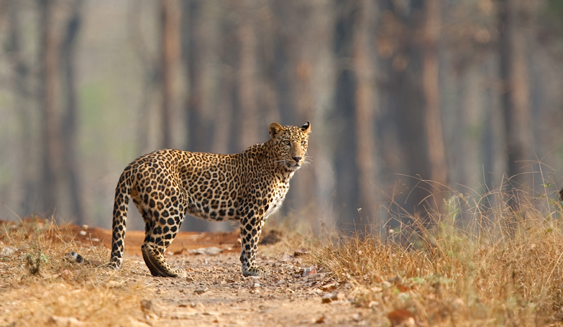 National Parks and Sanctuaries in India | Nagarhole National Park