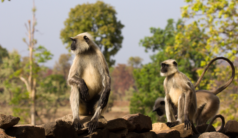 National Parks and Sanctuaries in India | Bandhavgarh