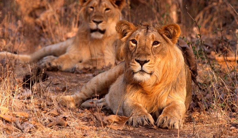 National Parks and Sanctuaries in India | Gir Forest National Park