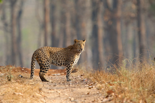 National Parks and Sanctuaries in India