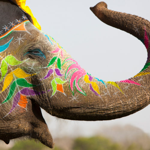 Where to Celebrate Holi | Elephant