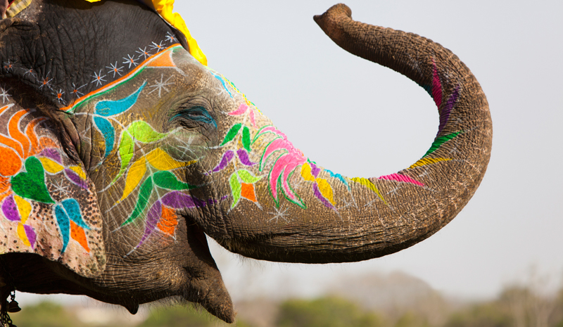 Where to Celebrate Holi | Elephant