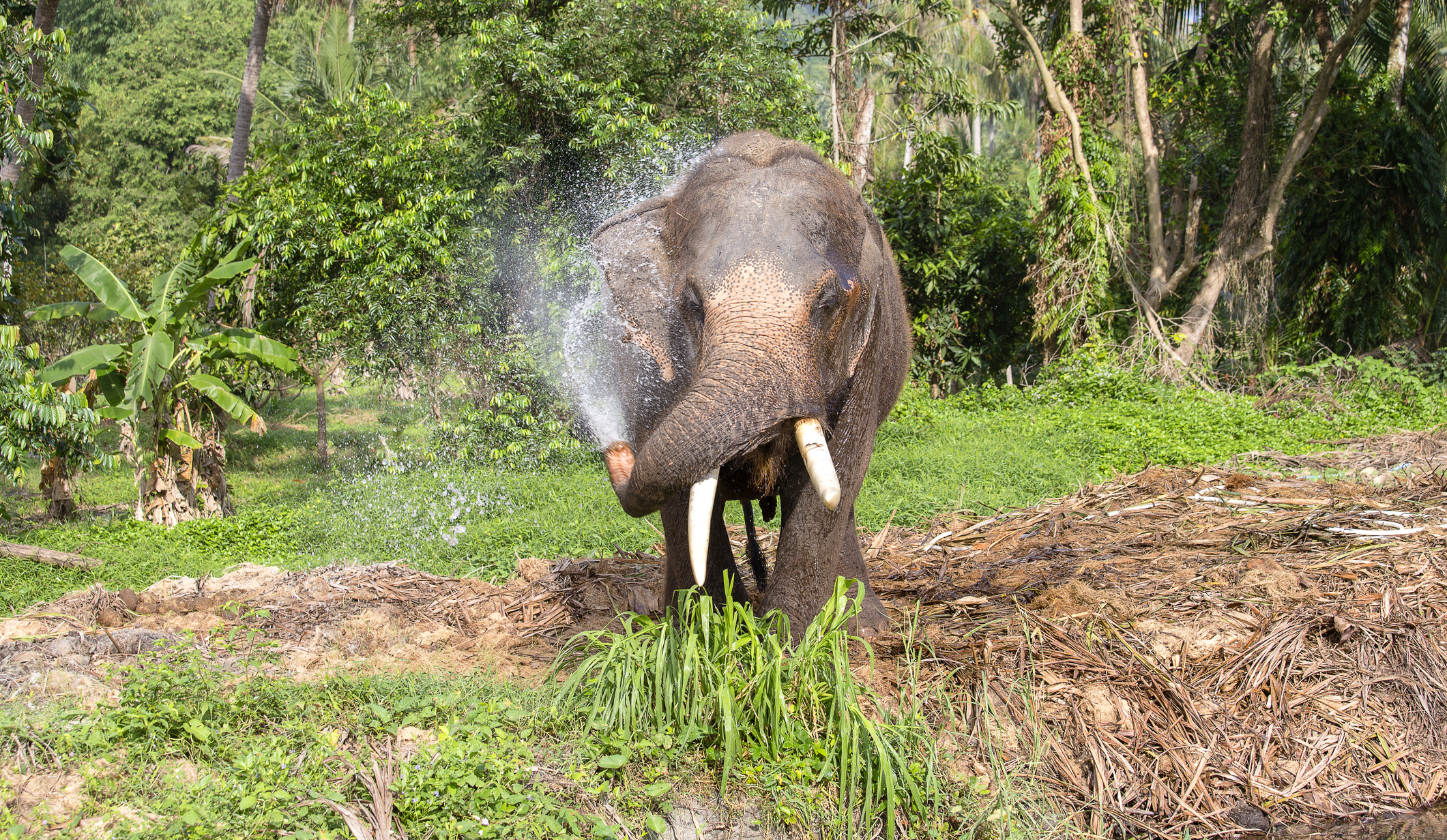 Eco Lodges in India | Forsyth Lodge