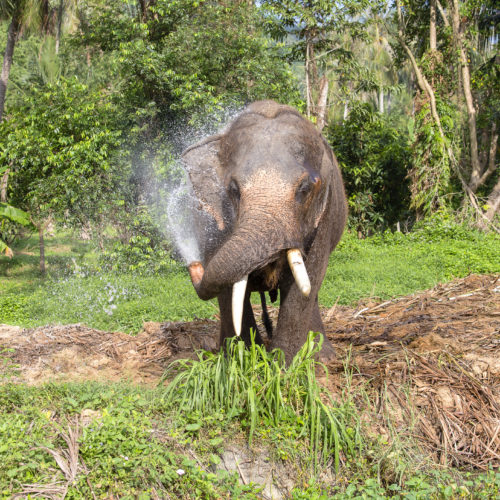 Eco Lodges in India | Header