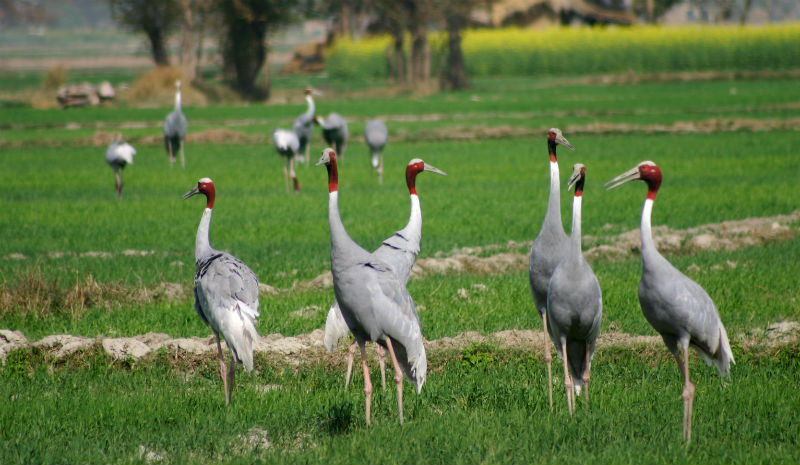 Chambal Safari Lodge | Sarus Cranes