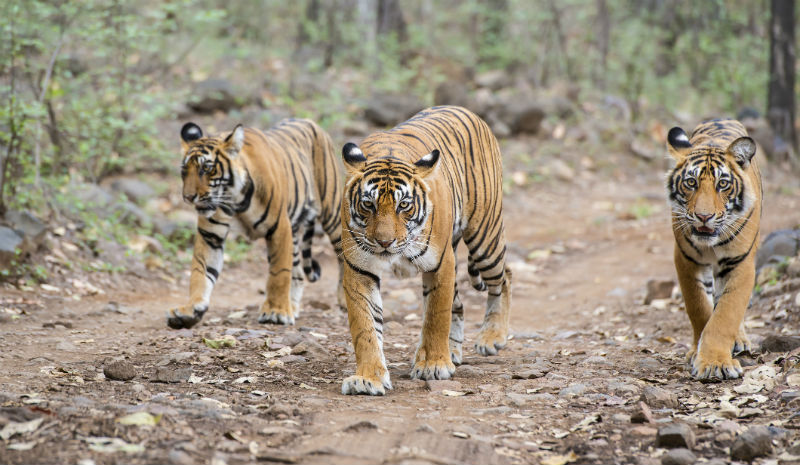 TOFTigers | 3 tigers walking