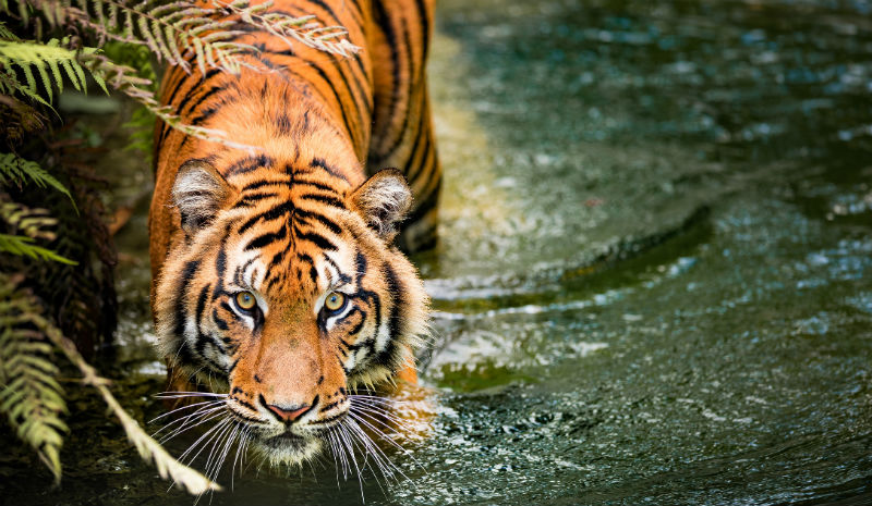 TOFTigers | Tiger face at camera
