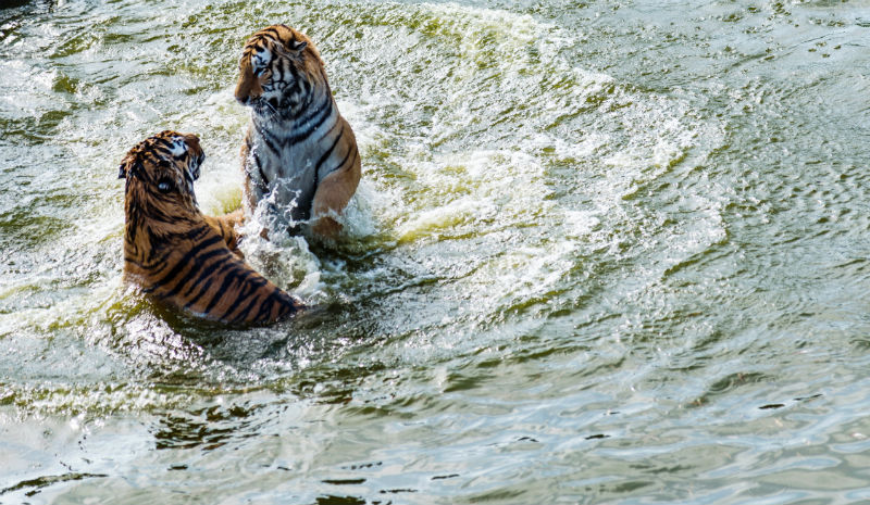 TOFTigers | Tigers in lake