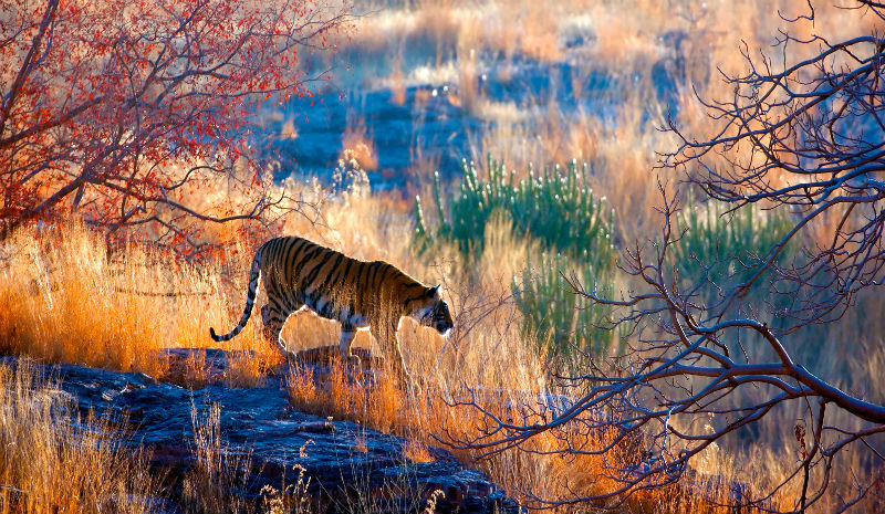 TOFTigers | walking in game reserve