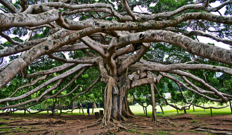 What to do in Kandy | Perdeniya Botanical Garden