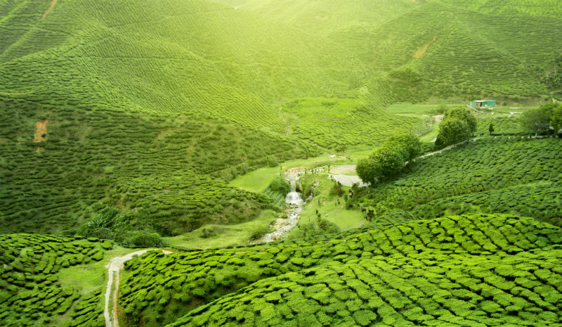 What to do in Kandy | Tea plantation