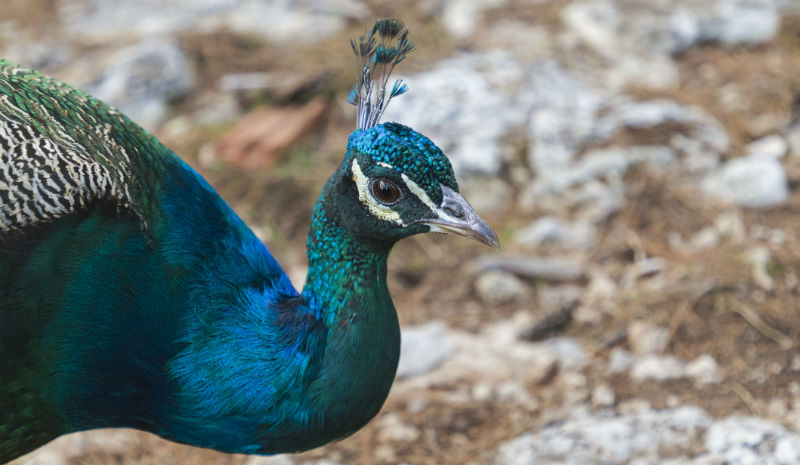 Udaipur Luxury | Peacock