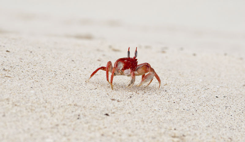 Best Beaches in India | Ghost crab