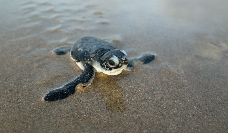 Best Beaches in India | Hatching green turtle