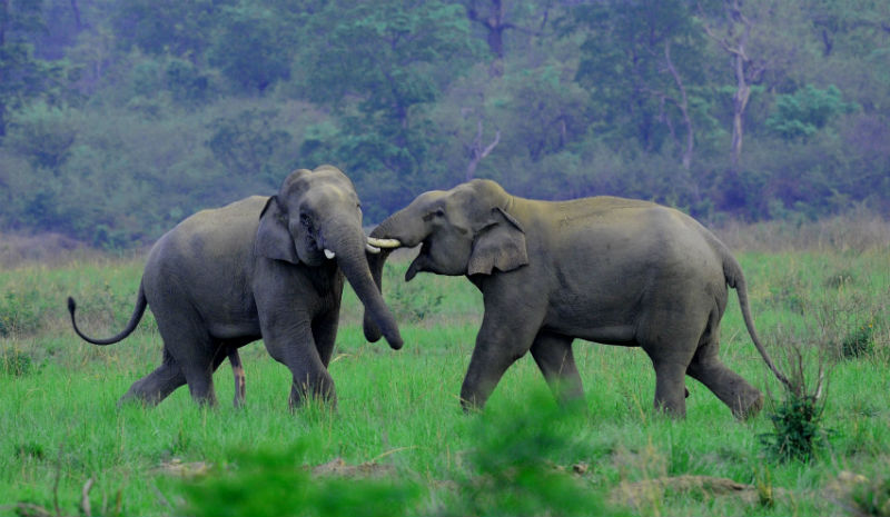 Jims Jungle Retreat | Asian Elephant MKS_Copyright Manoj Sharma