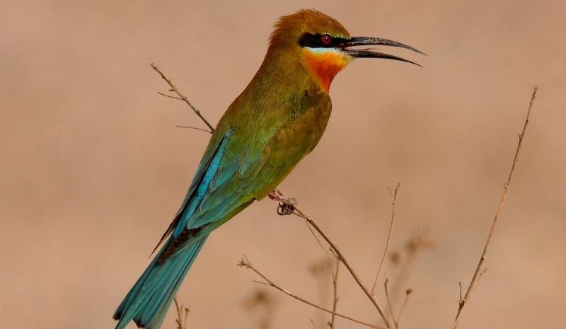 Jims Jungle Retreat | Blue-tailed Bee-eater (Copyright Manoj Sharma)