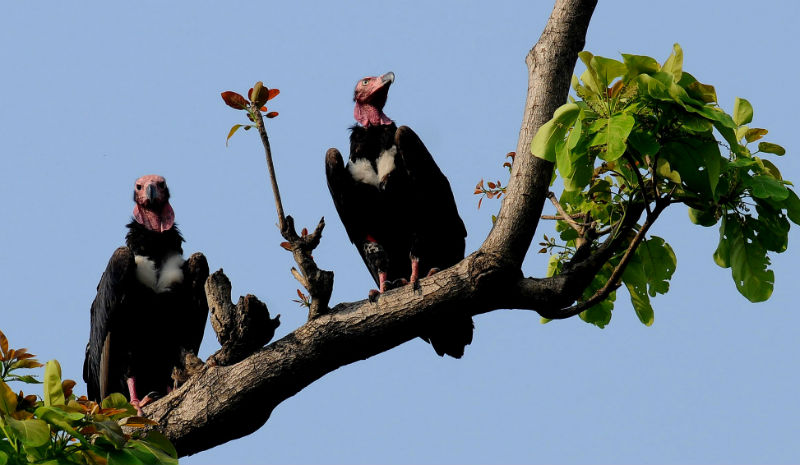 Jims Jungle Retreat | Red-headed Vulture MKS_1332 (Copyright Manoj Sharma)