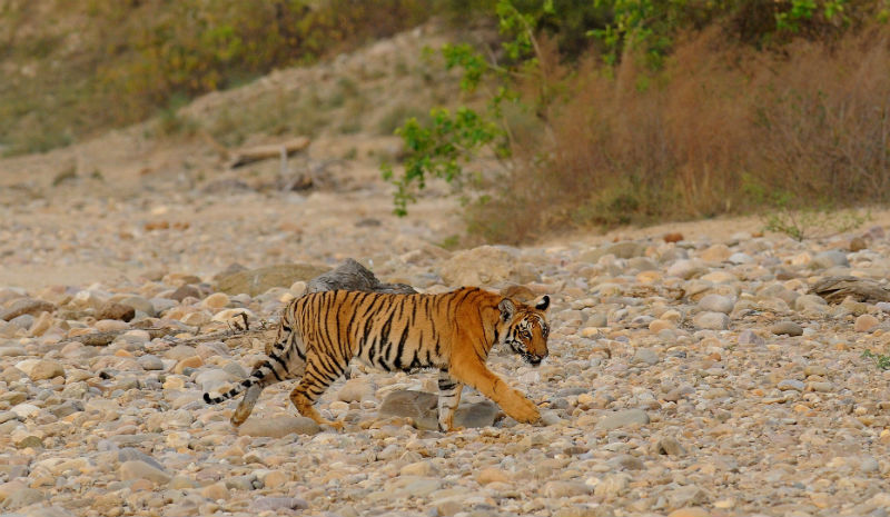 Jims Jungle Retreat | Tiger (Copyright Manoj Sharma)