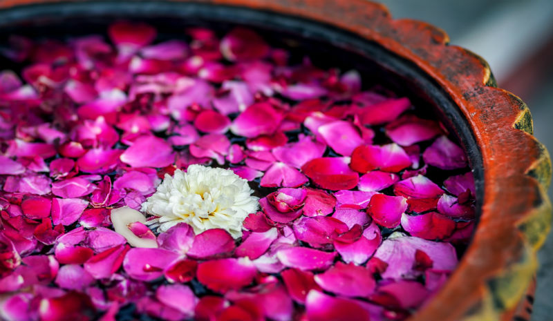 Boutique Hotels in Delhi | Flowers