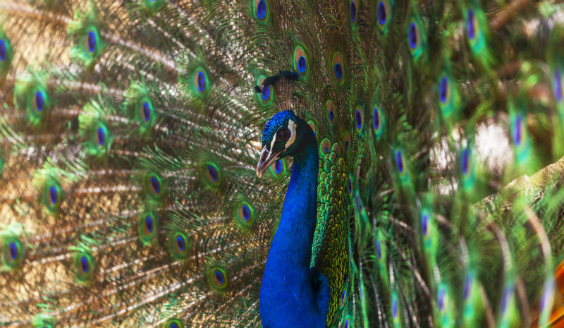 India with Children | Peacock