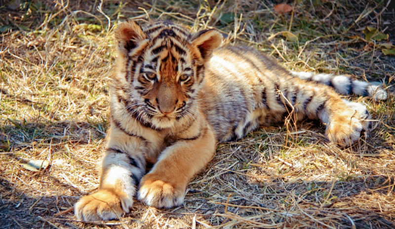 India with Children | Tiger cub