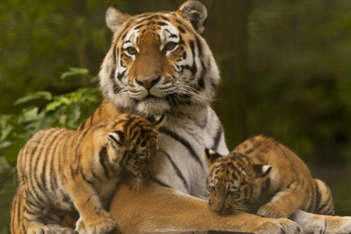 Places to see Tigers in India | HERO