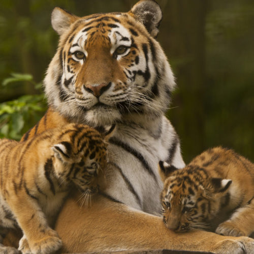 Places to see Tigers in India | HERO