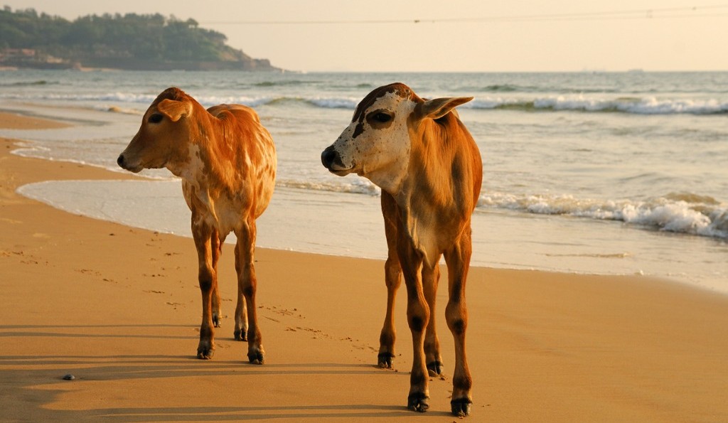 Goa with Children | cows