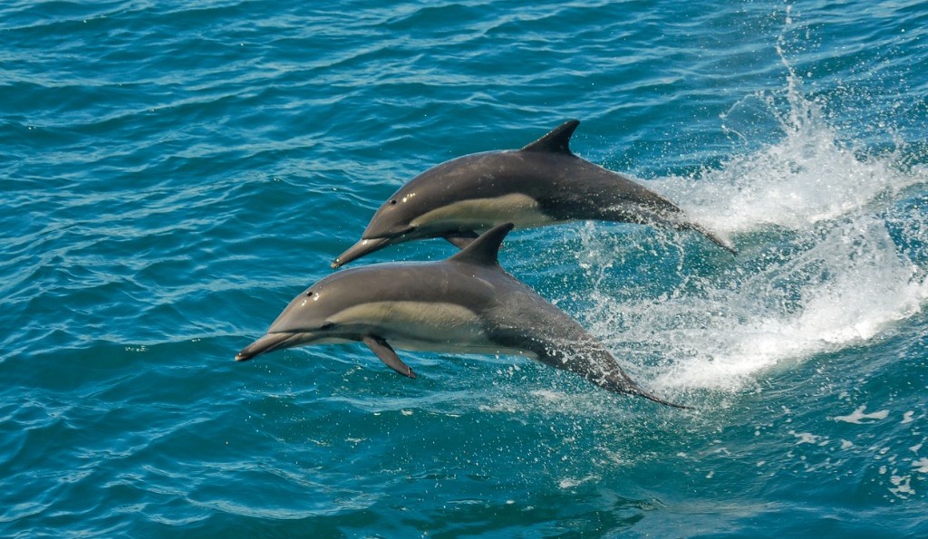 Goa with Children | dolphins