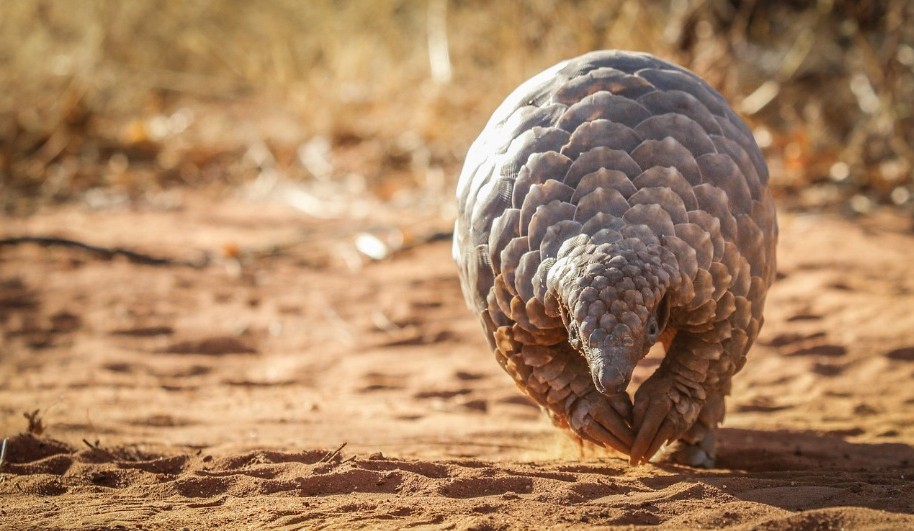 Goa with Children | pangolin