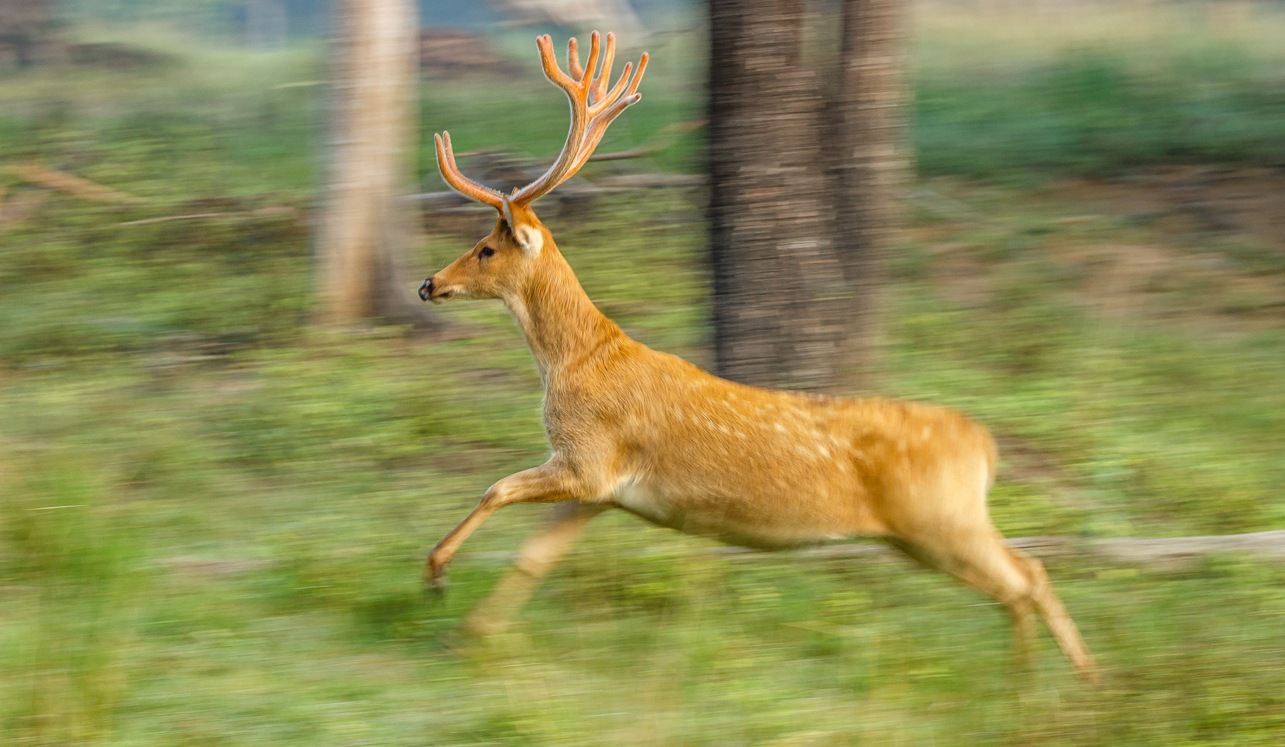 Singinawa Jungle Lodge | Barasingha male