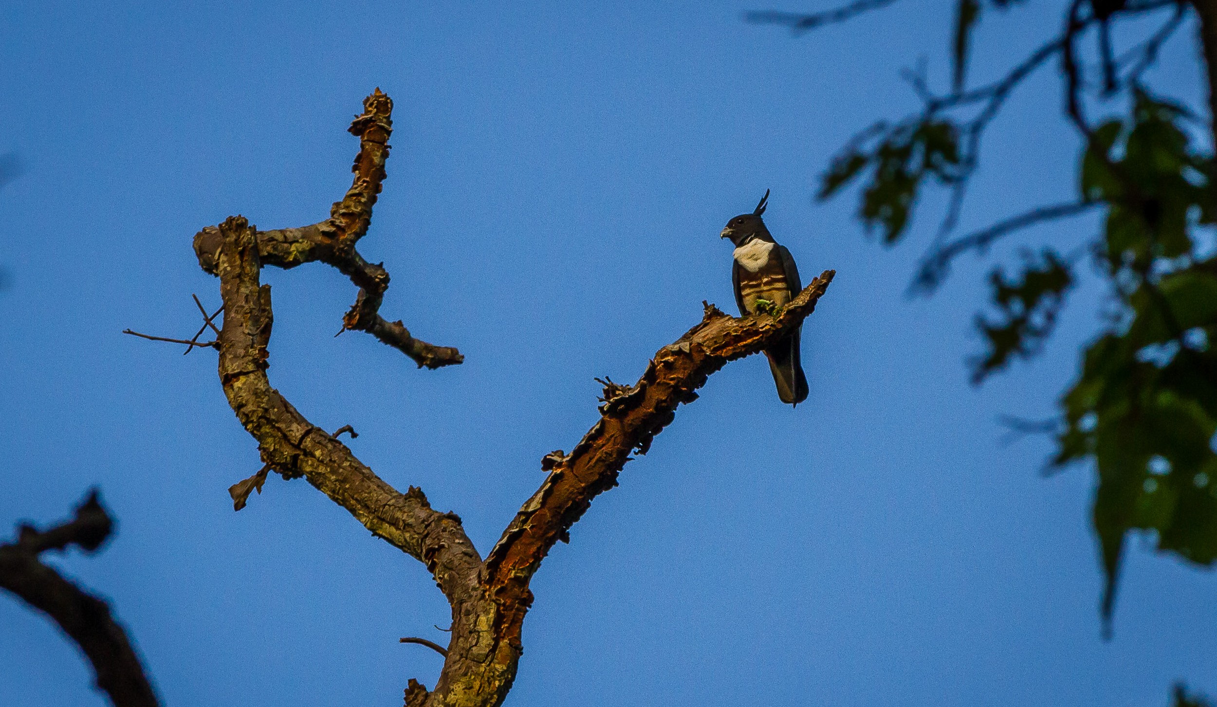 Singinawa Jungle Lodge | Black Baza