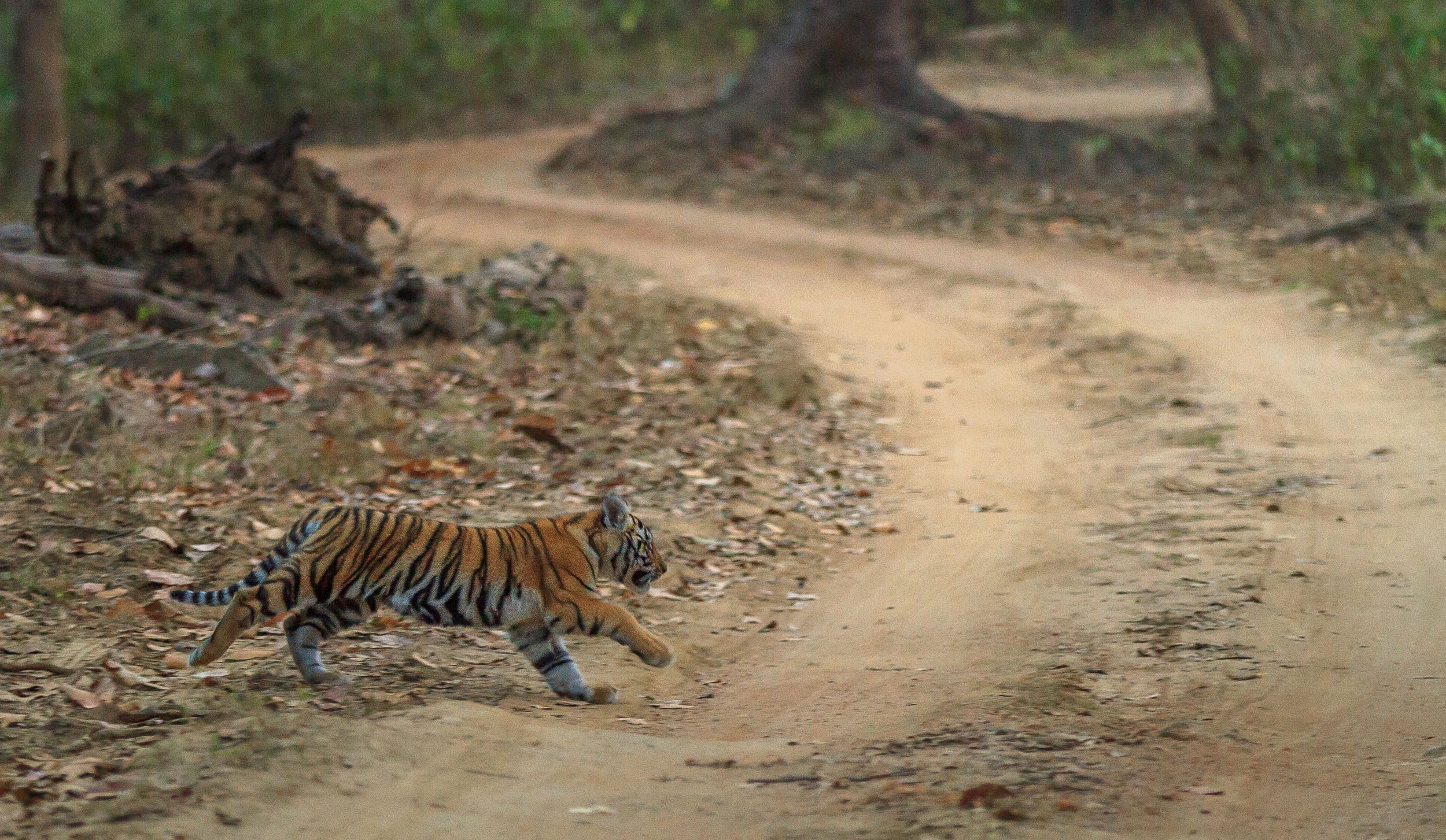 Singinawa Jungle Lodge | Choti Mada cub