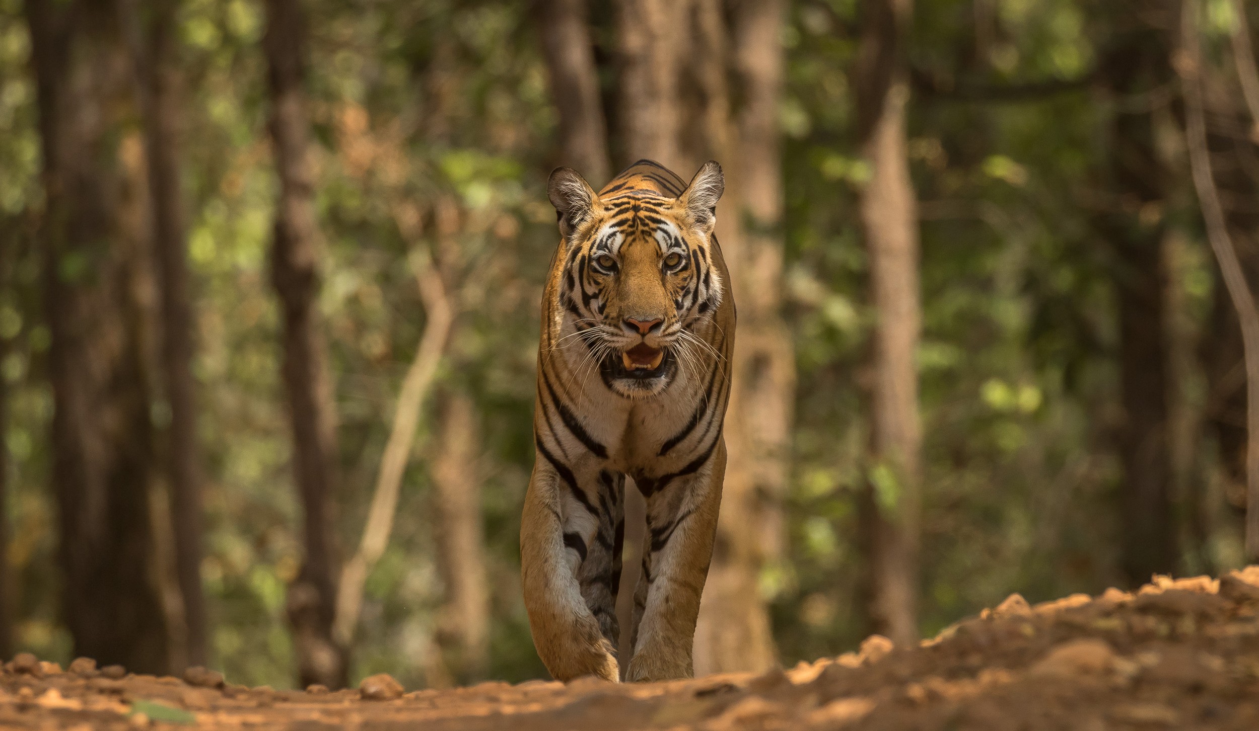Singinawa Jungle Lodge | tiger
