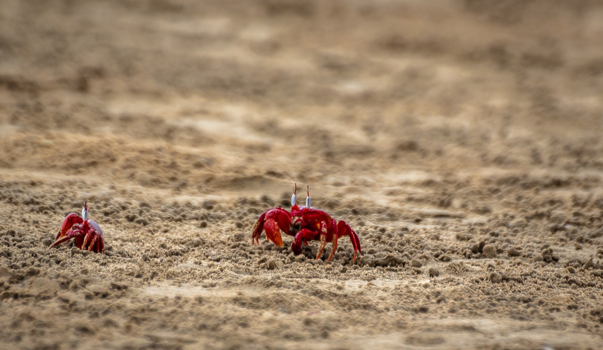 Beaches on East Coast of India | West Bengal