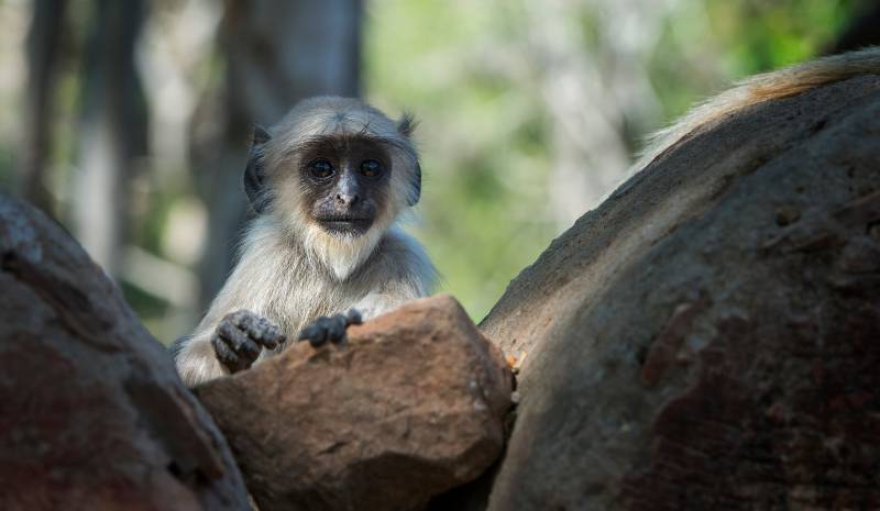 Langur at Belgadia