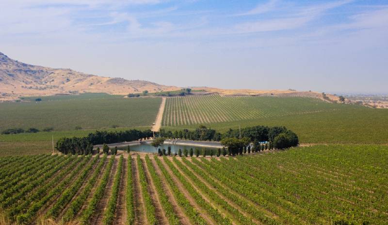 Indian wines | Fratelli