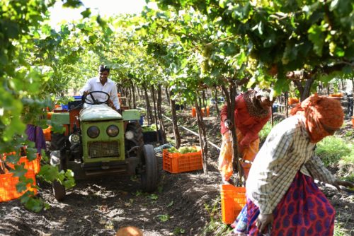 Indian wines | Sula