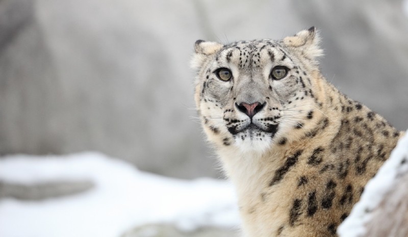 19 Indian Experiences | Snow Leopard