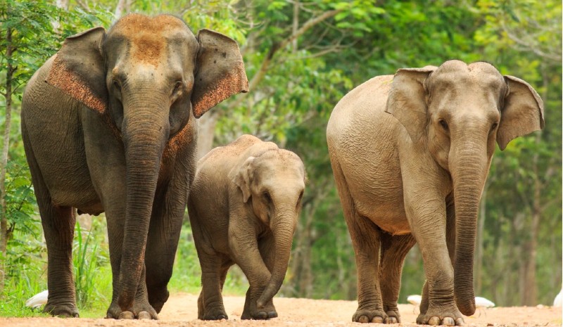 22 Indian Experiences | Fmaily of elephants