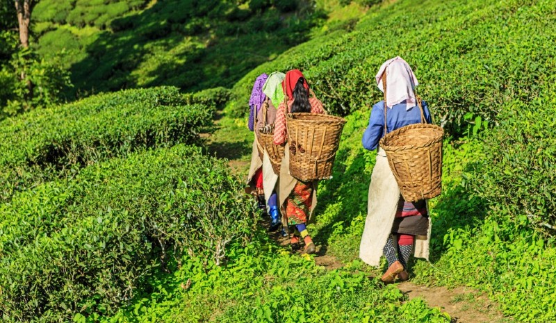 35 Indian Experiences | Tea Pickers