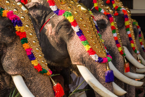 Indian festivals - elephants