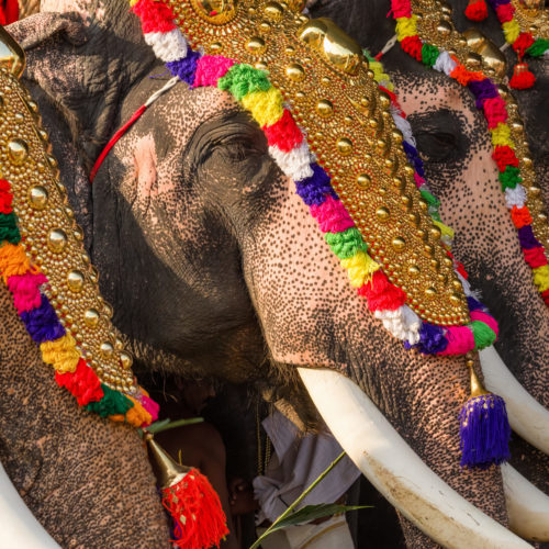 Indian festivals - elephants