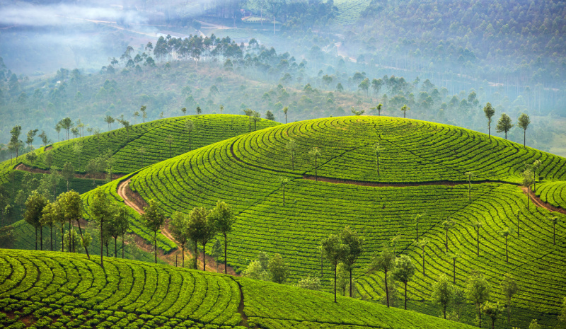 Family guide to Kerala - Munnar tea plantation