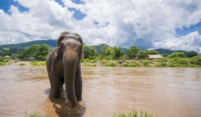 Family guide to Kerala - Elephants in Periyar National Park 