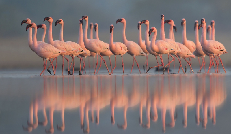 Rann of Kutch flamingos