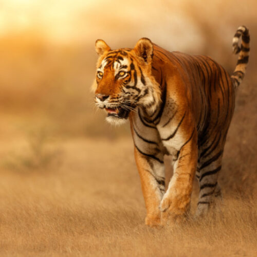 A family guide to Tamil Nadu - a tiger